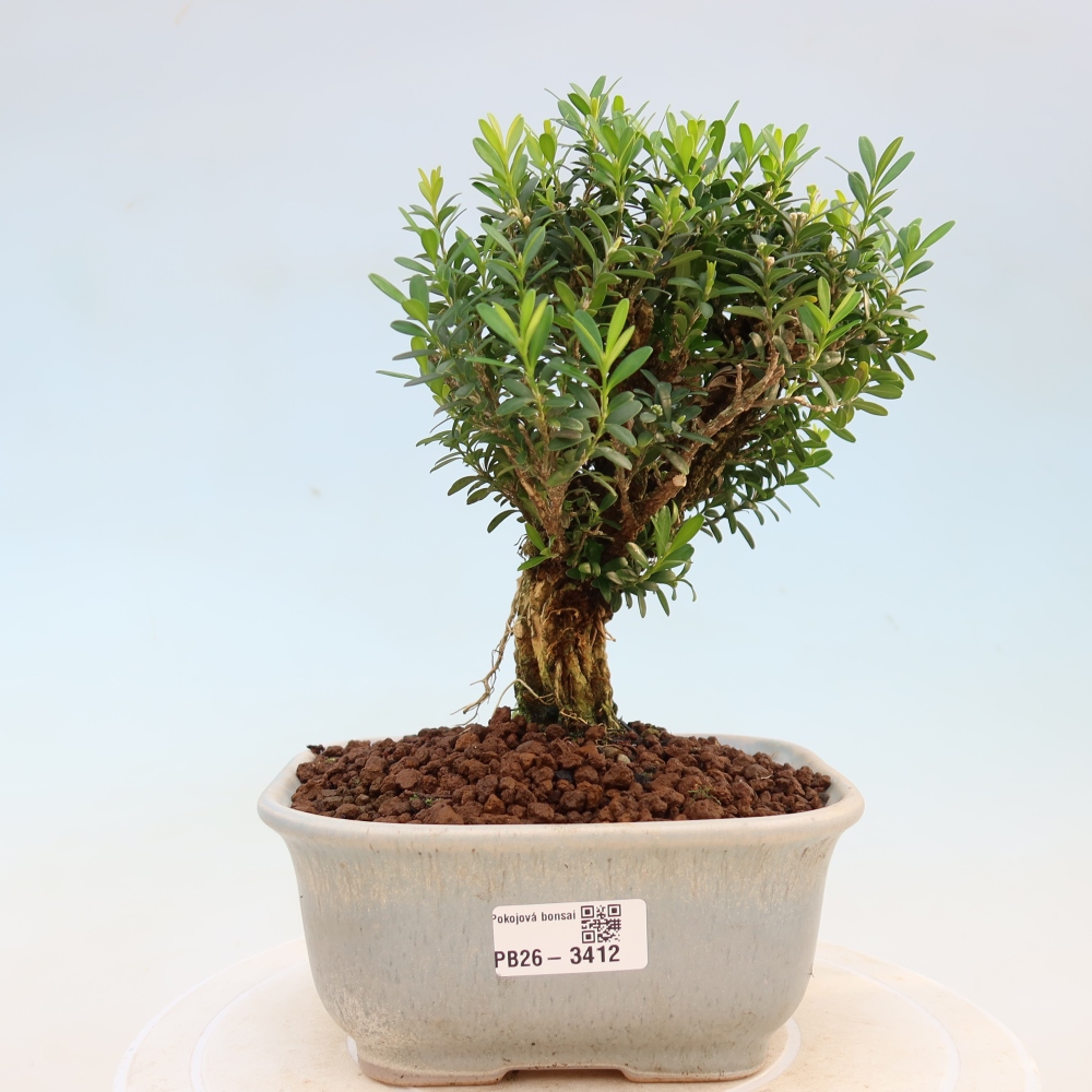 Room bonsai - Buxus harlandii - cork buxus