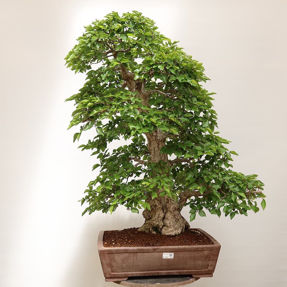 Outdoor bonsai - Carpinus Coreana - Korean hornbeam