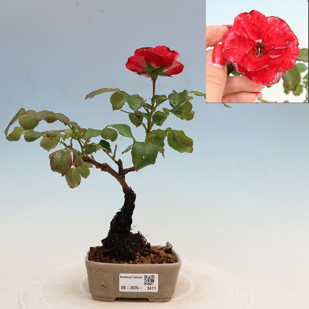 Outdoor Bonsai - Rosa Kordes - Rose