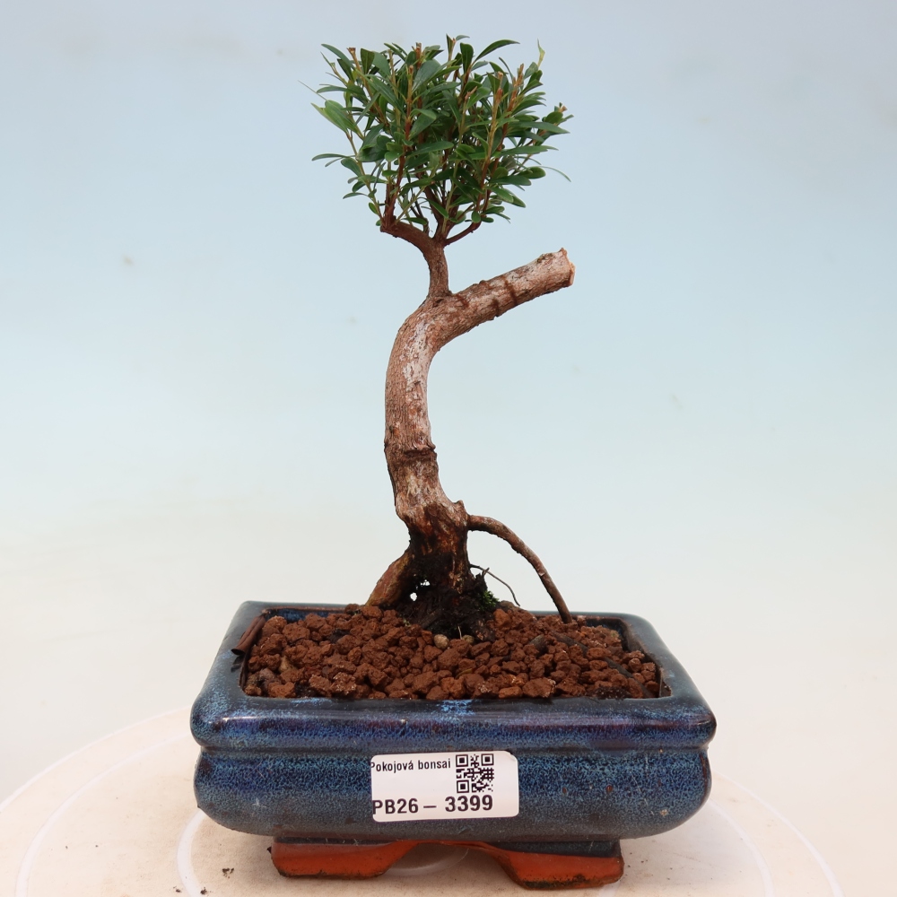 Room bonsai - Syzygium - Pimento