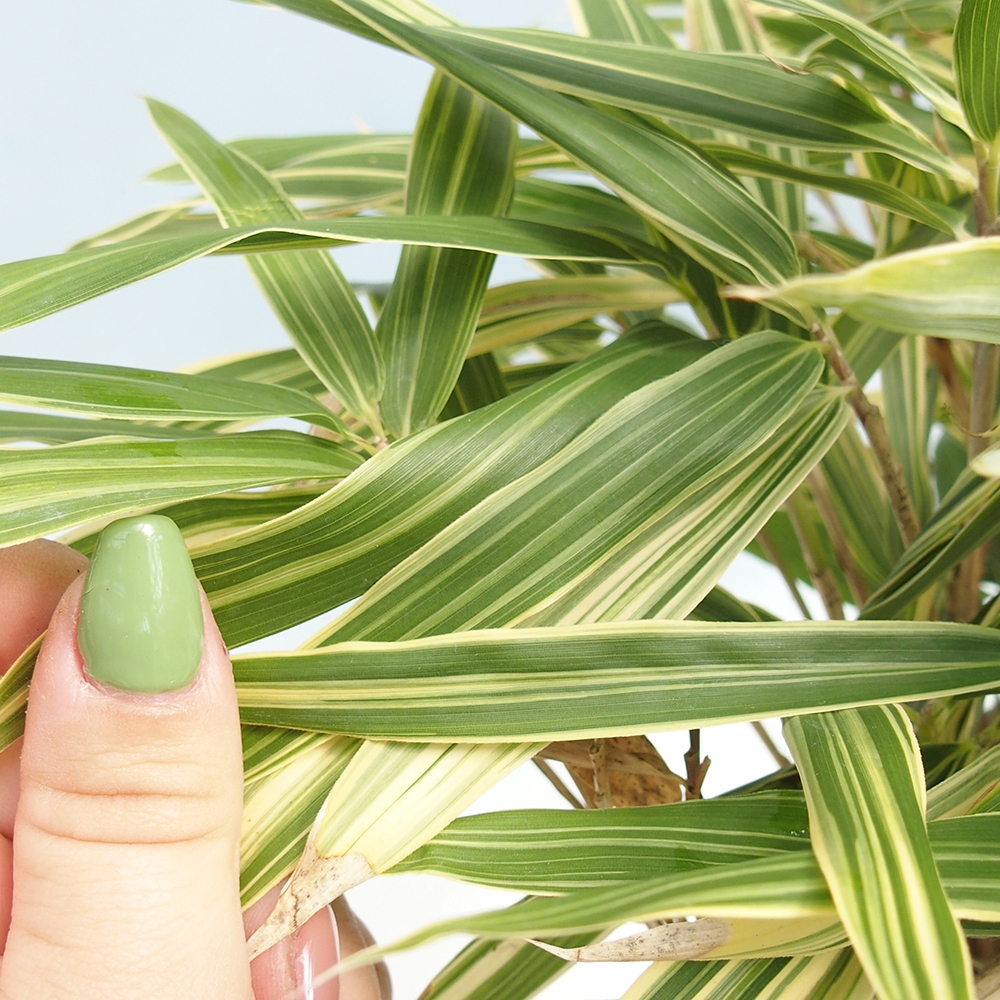 Outdoor bonsai - Sasaella masamuneana Albostriata - Bamboo