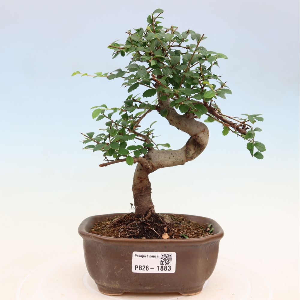 Room bonsai - Ulmus parvifolia - Small-leaved elm