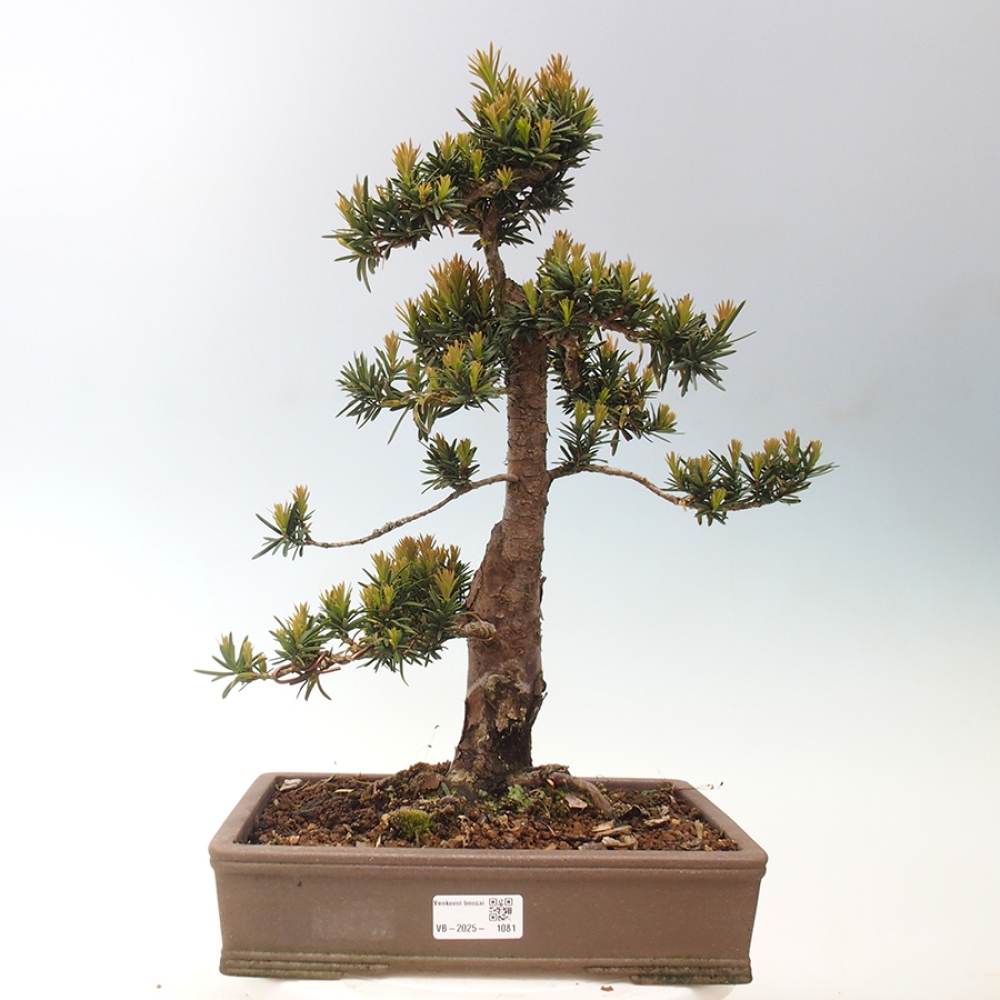 Outdoor bonsai - Taxus cuspidata - Japanese yew