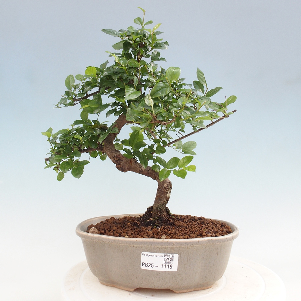 Indoor bonsai - Sagerécie thea - Sagerécie thea