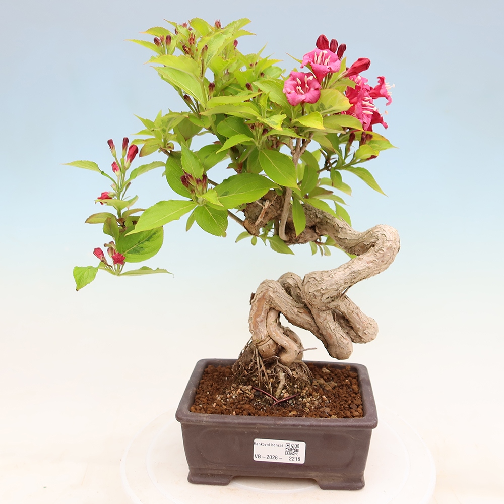 Outdoor Bonsai - Weigela subsessilis - Korean Weigela