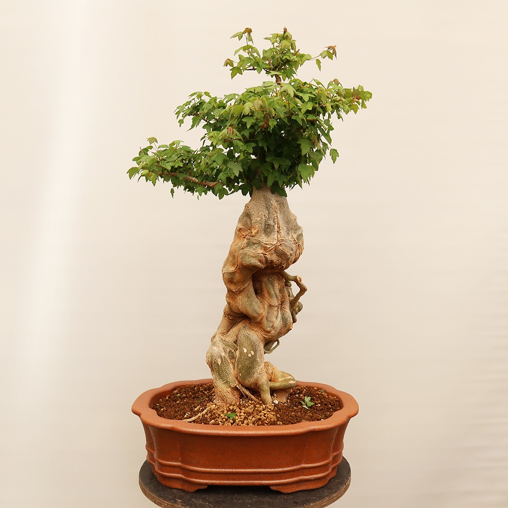 Outdoor bonsai - Maple Burger - Acer Burgerianum