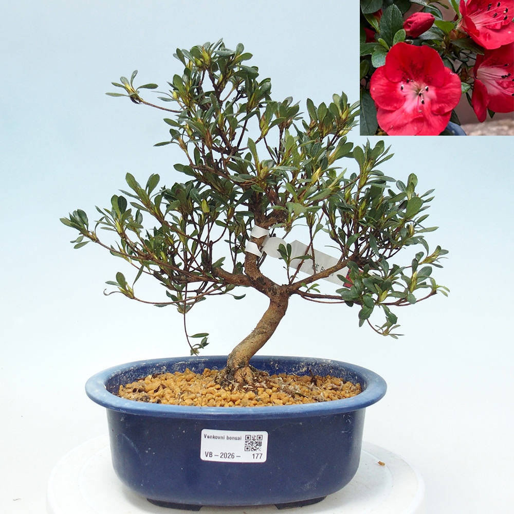 Outdoor bonsai - Japanese Azalea - Azalea Benibeni