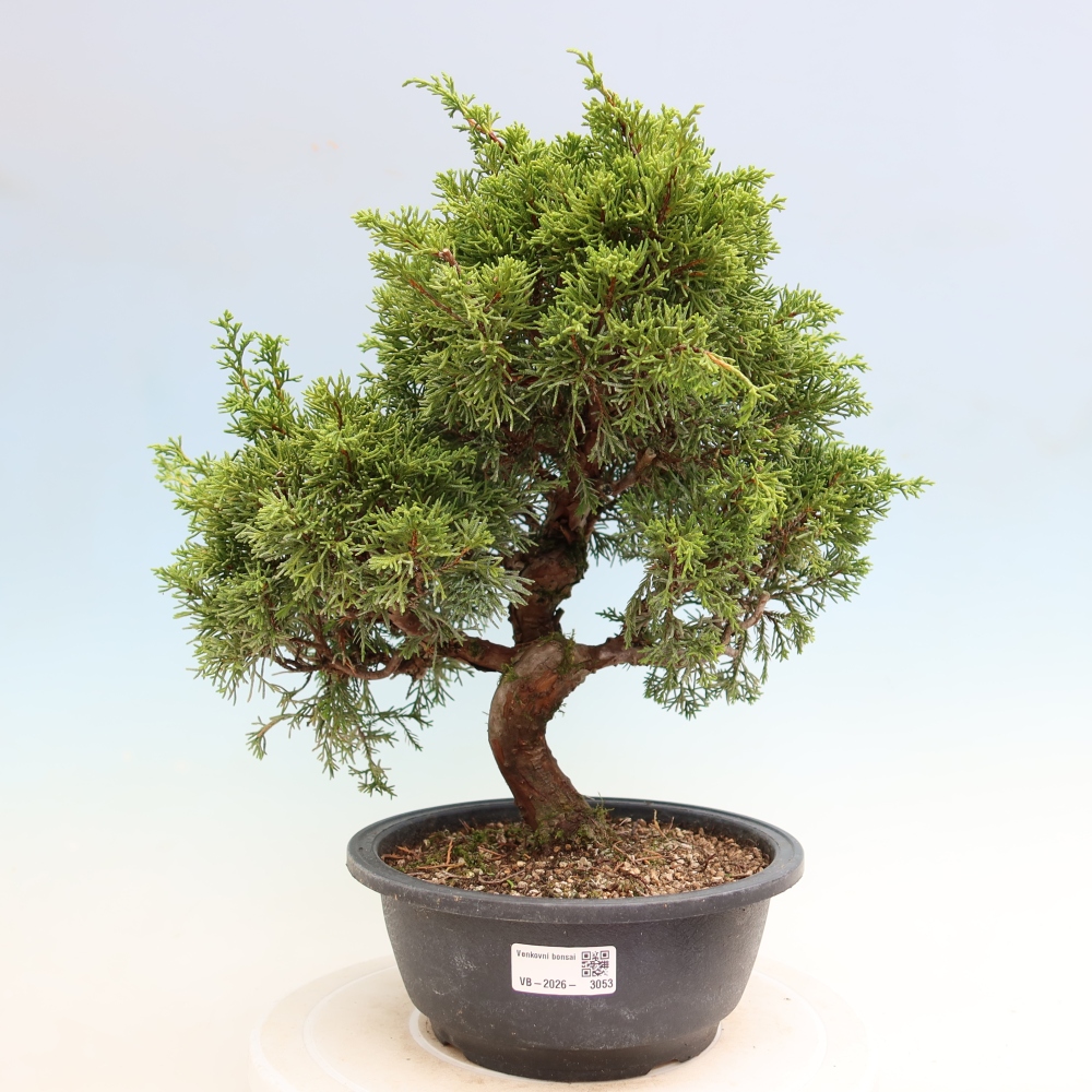 Outdoor Bonsai - Juniperus chinensis Itoigawa - Chinese Juniper