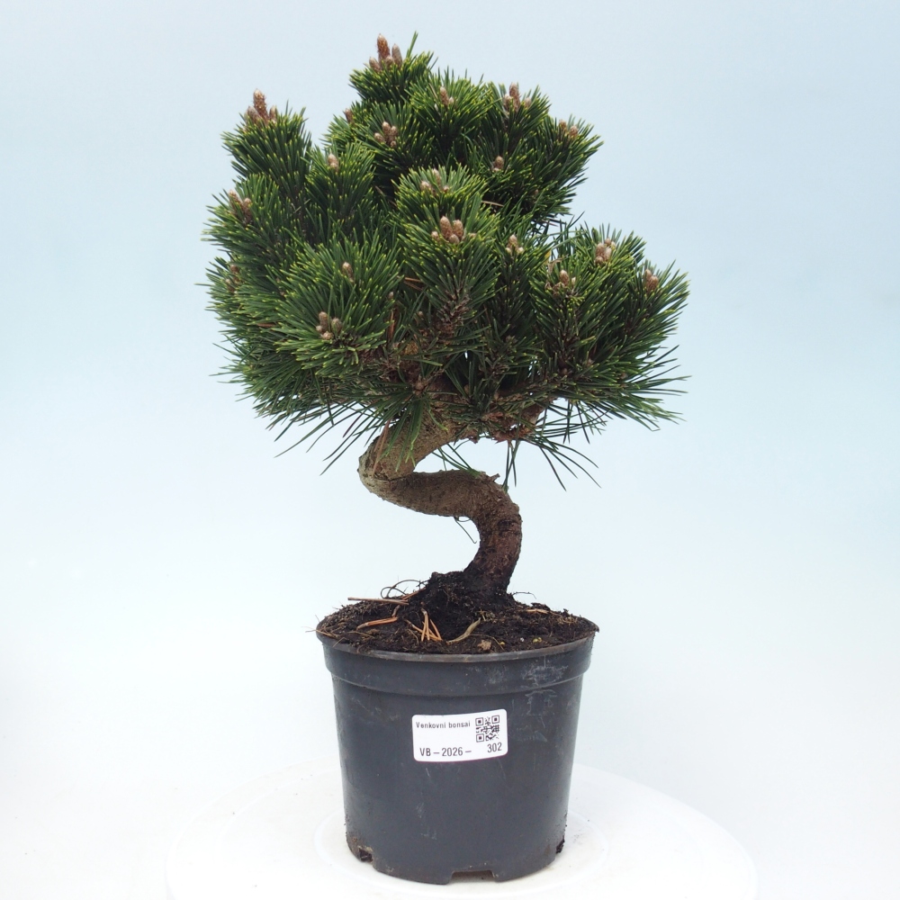 Outdoor bonsai - Pinus thunbergii senjyumaru - Thunberg pine