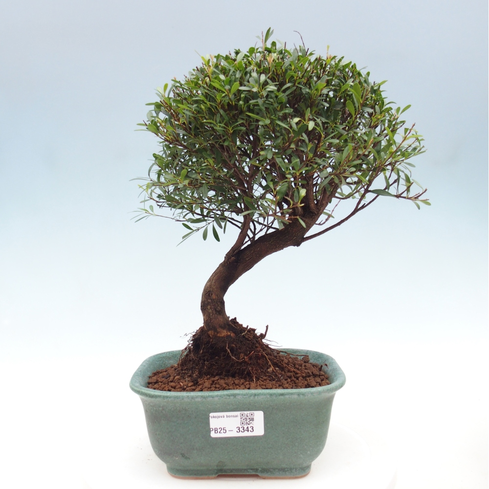 Room bonsai - Syzygium - Pimento