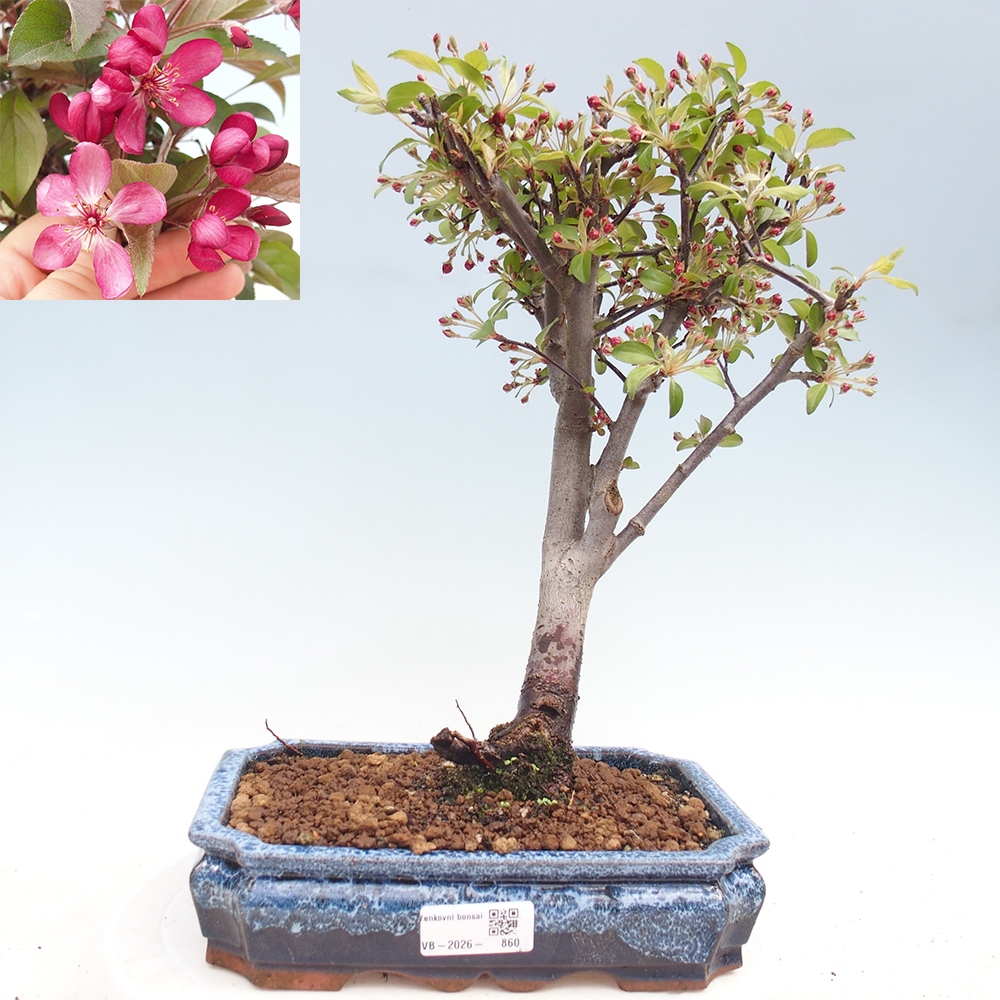 Outdoor bonsai -Malus domestica - Small-fruited red-leaved apple tree
