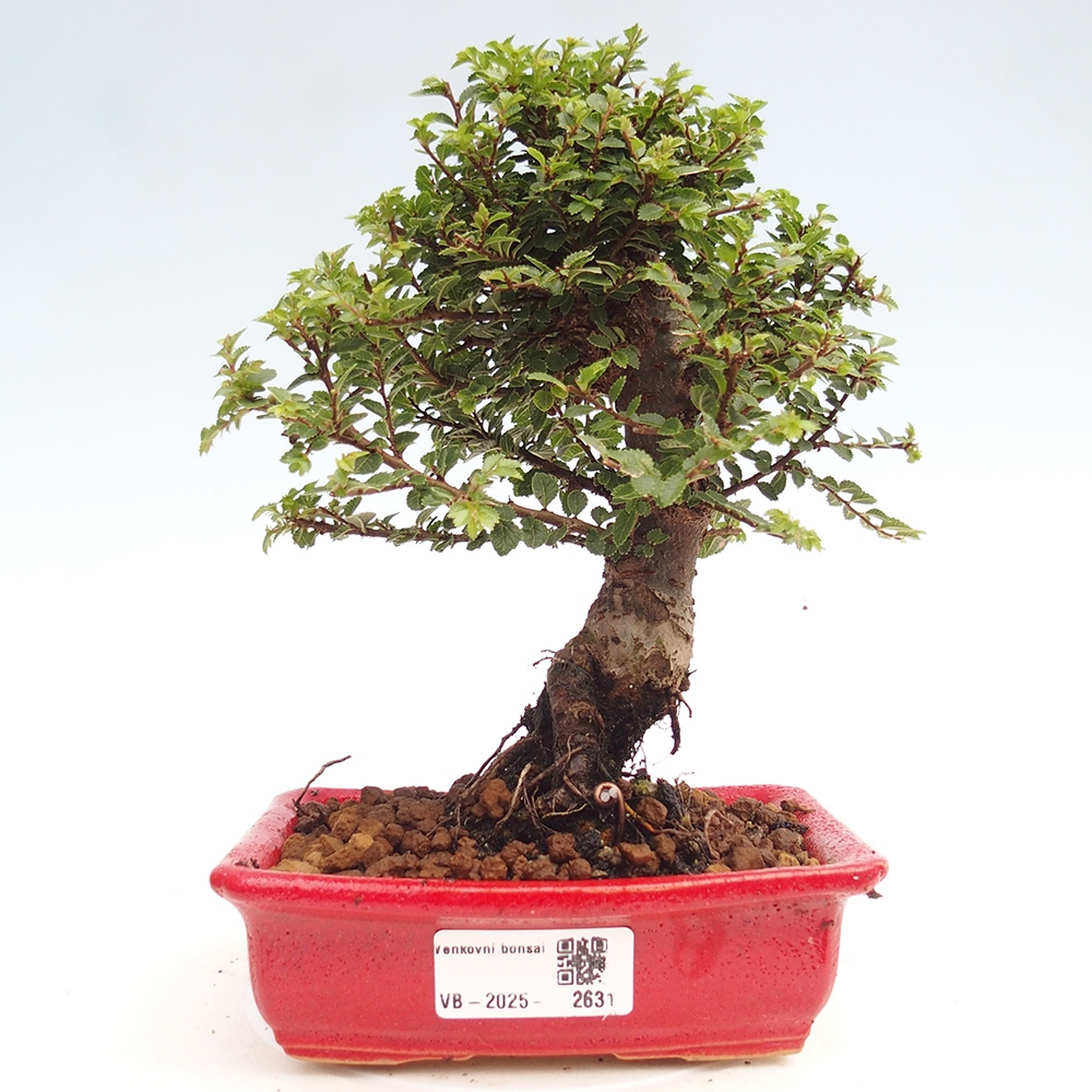 Outdoor bonsai - Ulmus parvifolia Hokkaido - Chinese elm