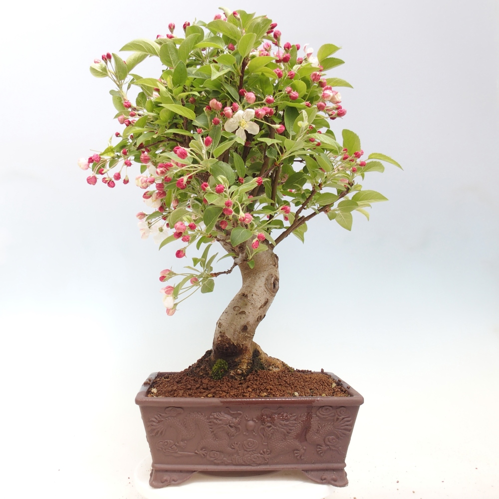 Outdoor bonsai -Malus halliana - Small-fruited apple tree