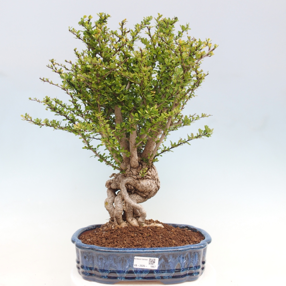 Outdoor bonsai - Berberis coreana