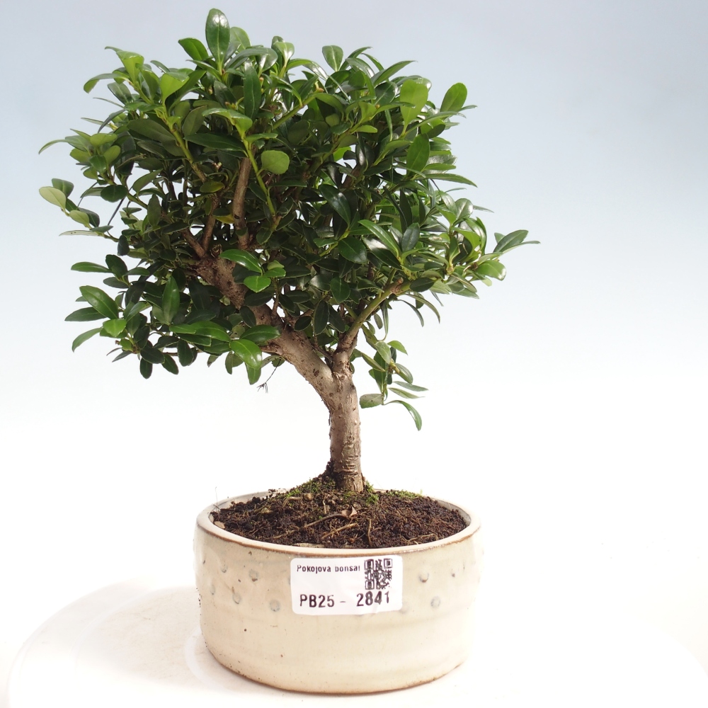 Indoor bonsai - Ilex crenata - Holly