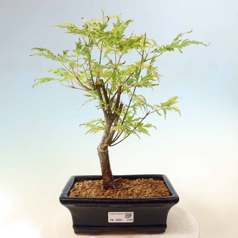 Outdoor Bonsai - Acer palmatum Dissectum - Japanese Maple 