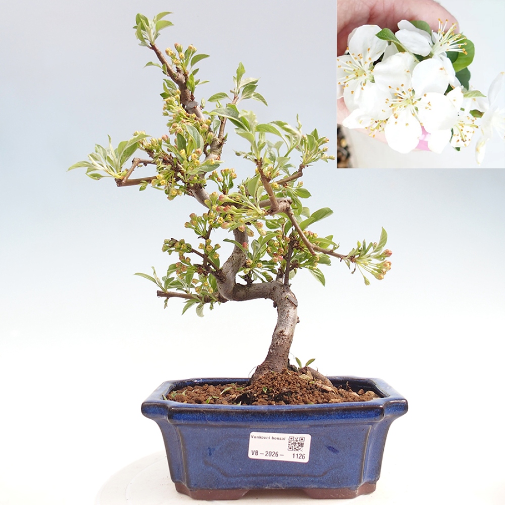 Outdoor bonsai - Malus sargentii - Small-fruited apple tree