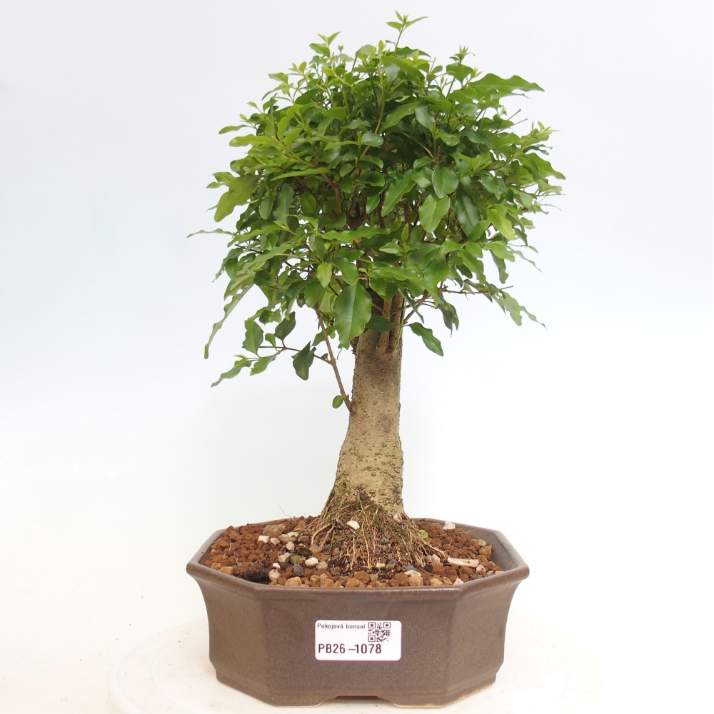 Room bonsai -Ligustrum chinensis - Birds Beak