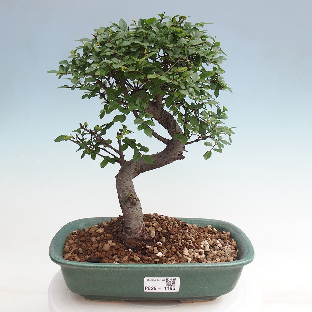 Room bonsai - Ulmus parvifolia - Small-leaved elm