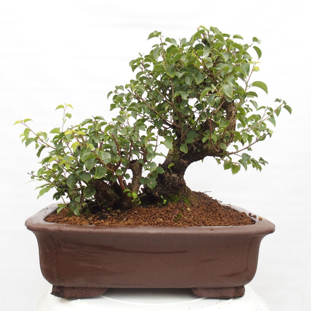 Outdoor bonsai - Mahalebka - Prunus mahaleb