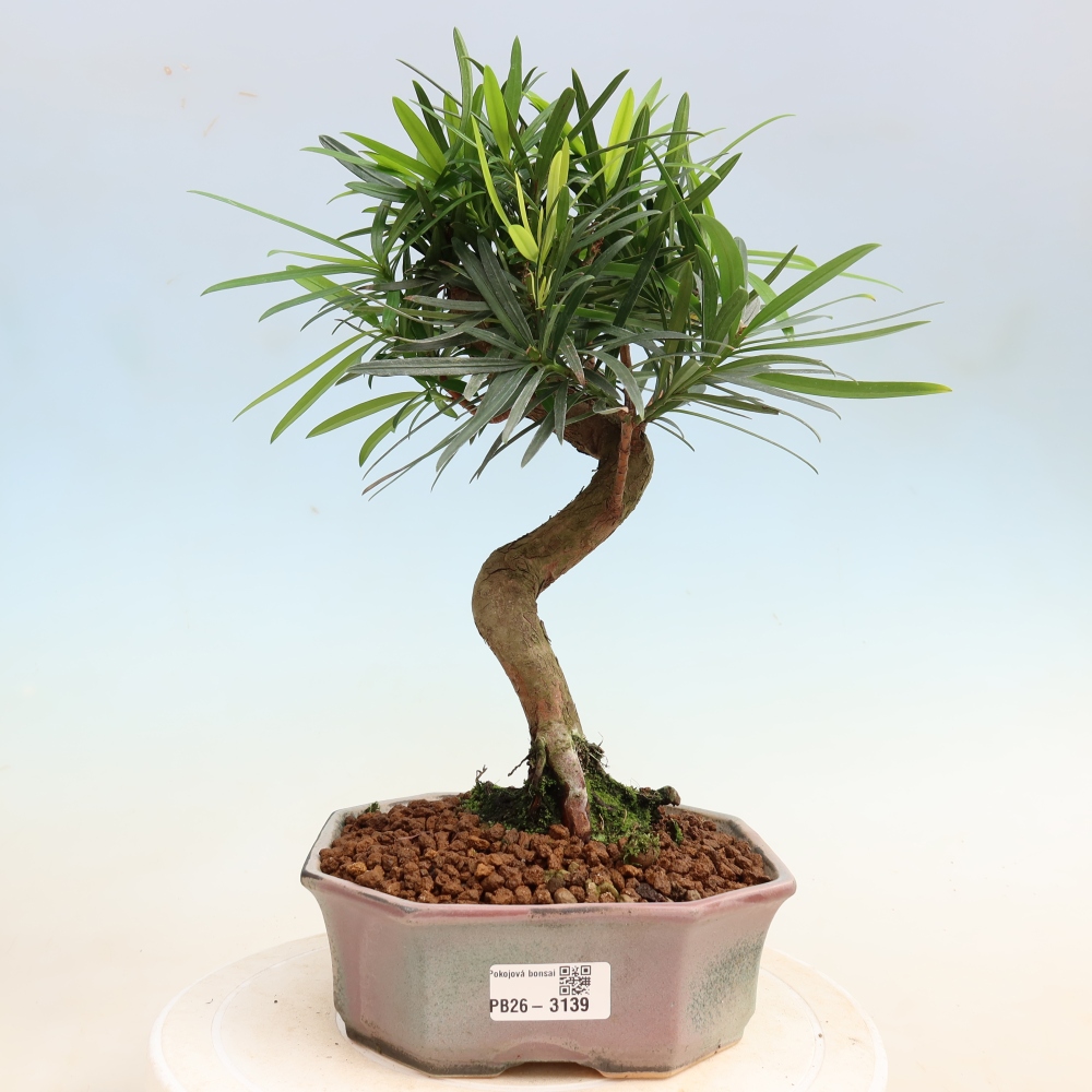 Room bonsai - Podocarpus - Stone Yew