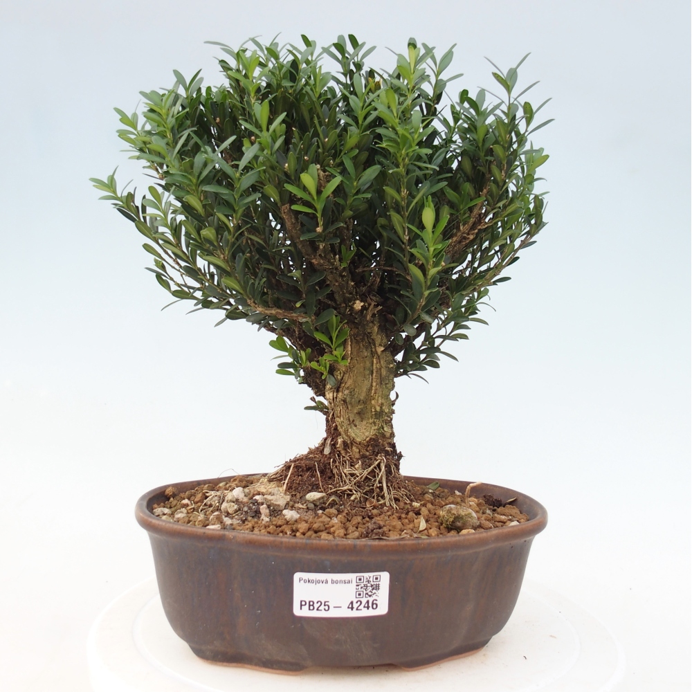 Room bonsai - Buxus harlandii - cork buxus