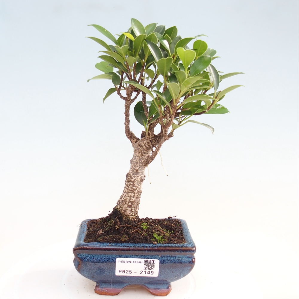 Indoor bonsai - Small-leaved ficus - Ficus kimmen