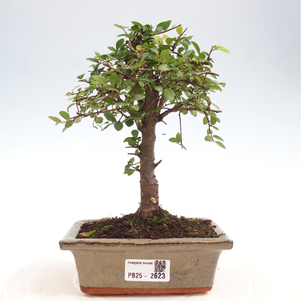 Indoor bonsai - Ulmus parvifolia - Small-leaved elm