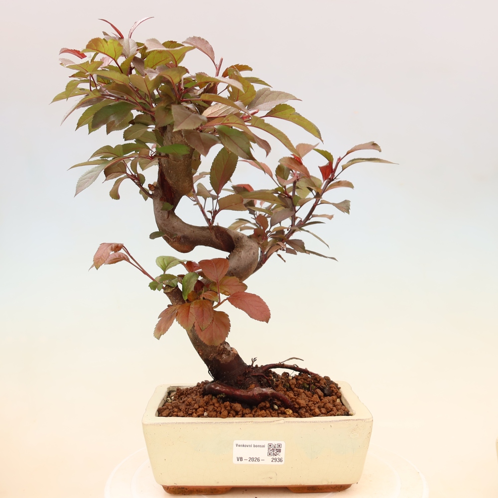Outdoor bonsai - Malus domestica - Small-fruited red-leaved apple tree