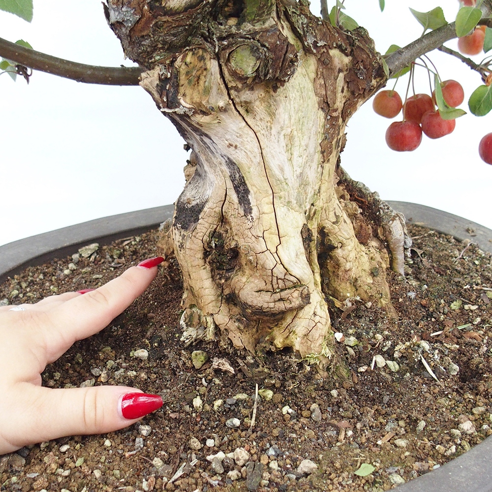 Outdoor bonsai - Malus halliana - Small-fruited apple tree