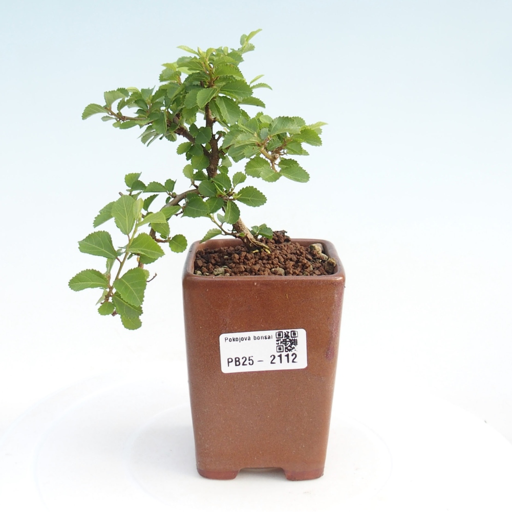 Indoor bonsai - Grewia occidentalis - Lavender star