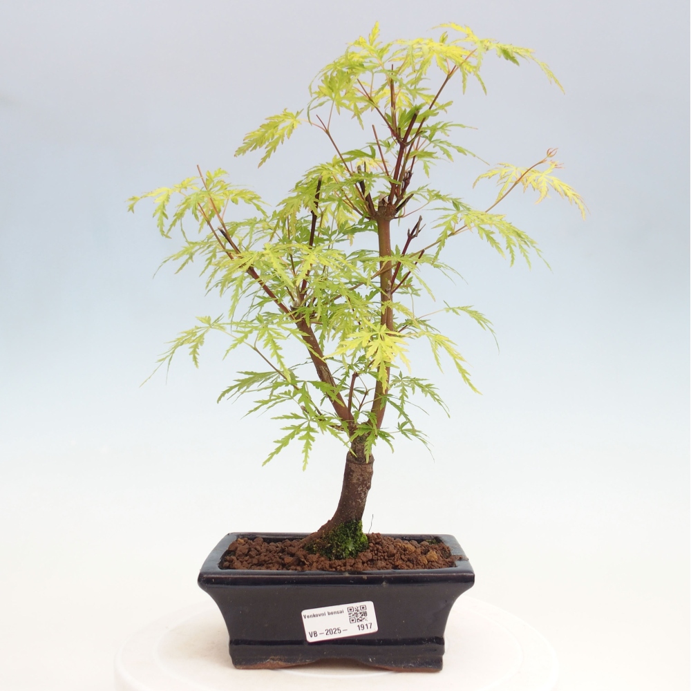 Outdoor bonsai - Acer palmatum Dissectum - Japanese Maple 