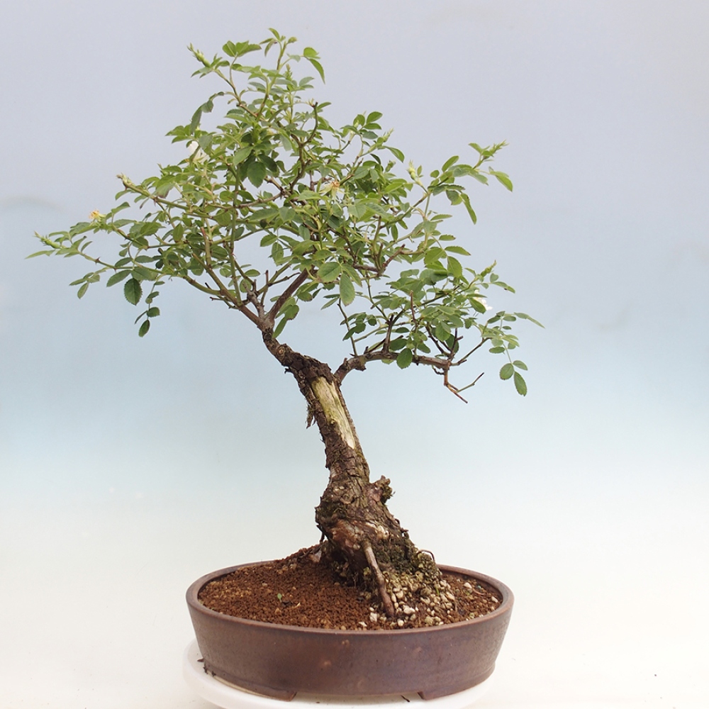 Outdoor bonsai - Rosa Kordes -  rose