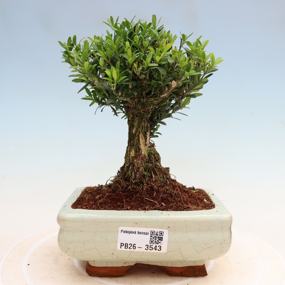 Room bonsai - Buxus harlandii - cork buxus