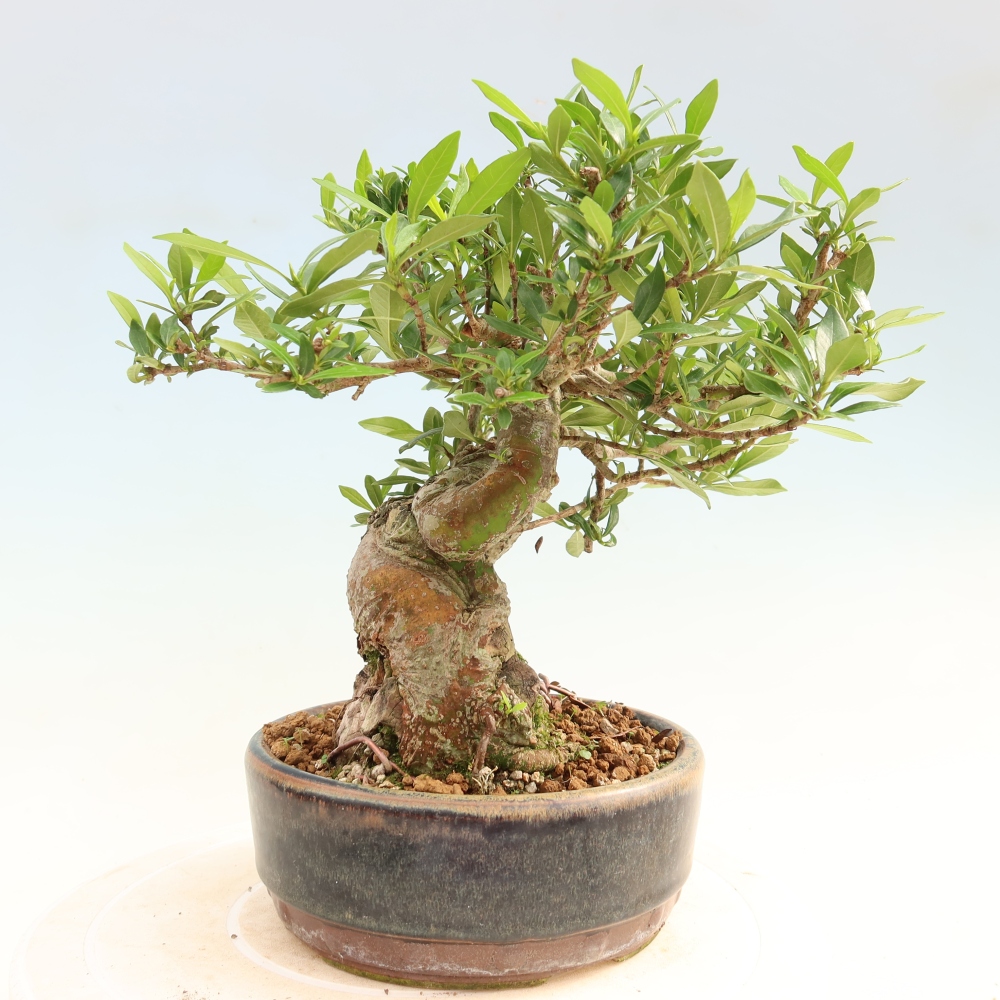 Indoor Bonsai - Gardenia jasminoides - Gardenia