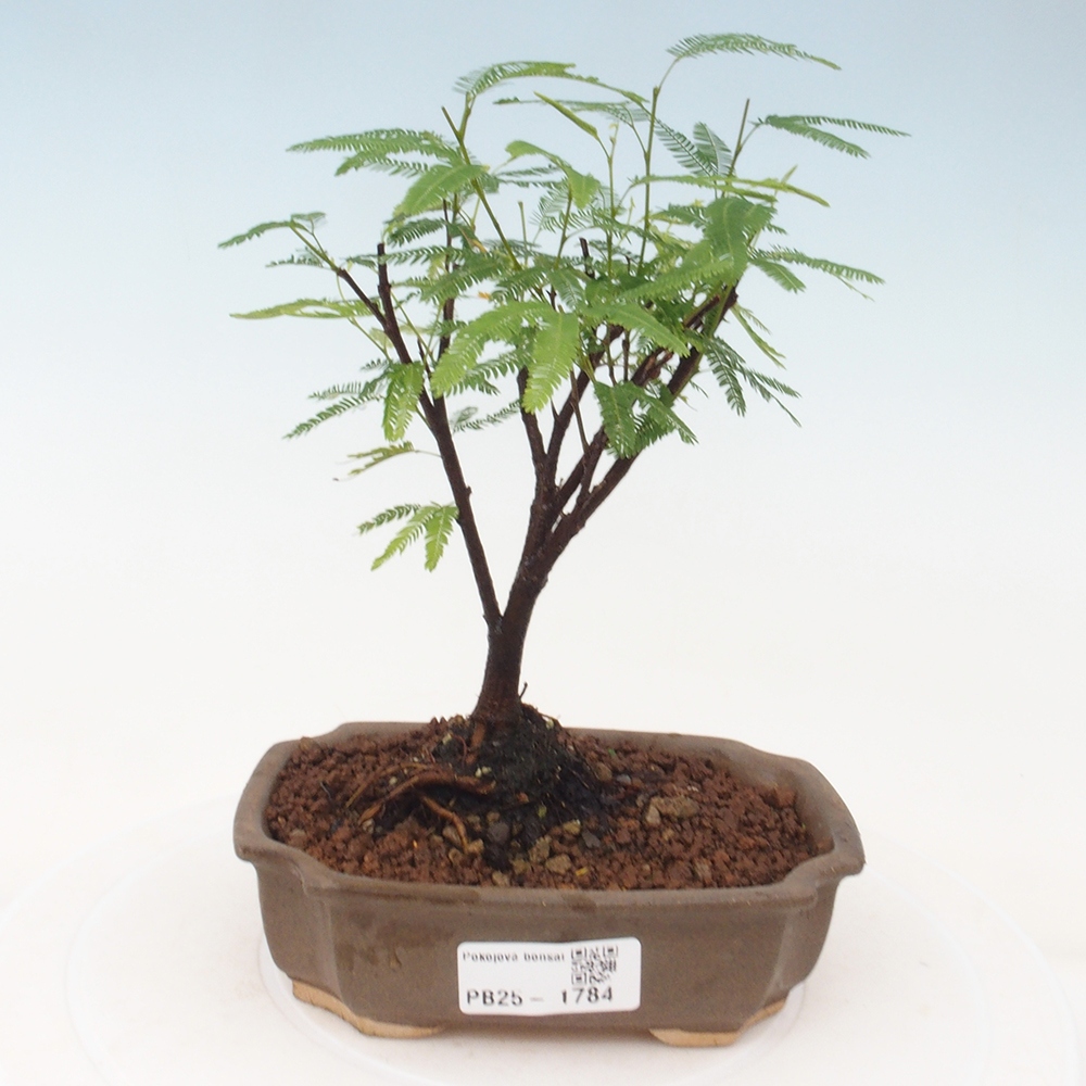 Room bonsai-Calliandra surinamensis Dixie Pink -Kaliandra of Suria
