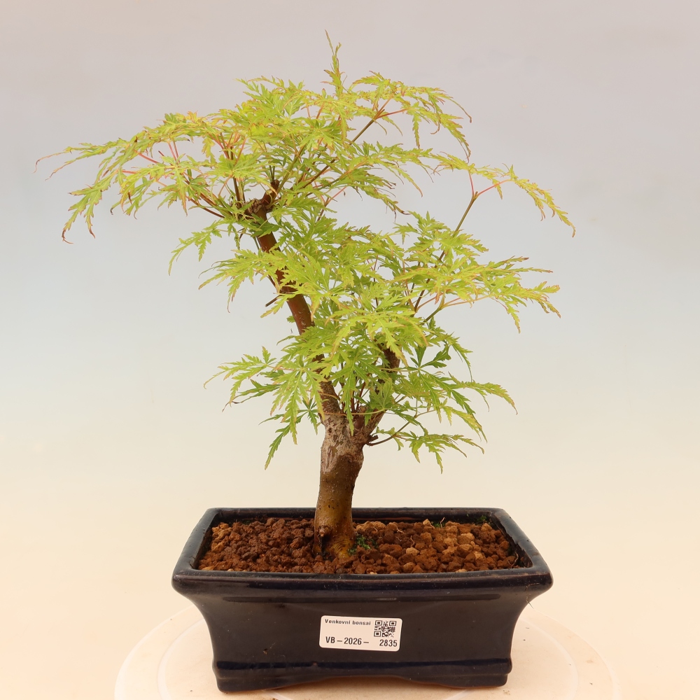 Outdoor Bonsai - Acer palmatum Dissectum - Japanese Maple 