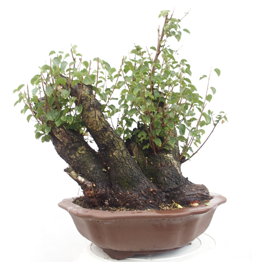 Outdoor bonsai - Mahalebka - Prunus mahaleb