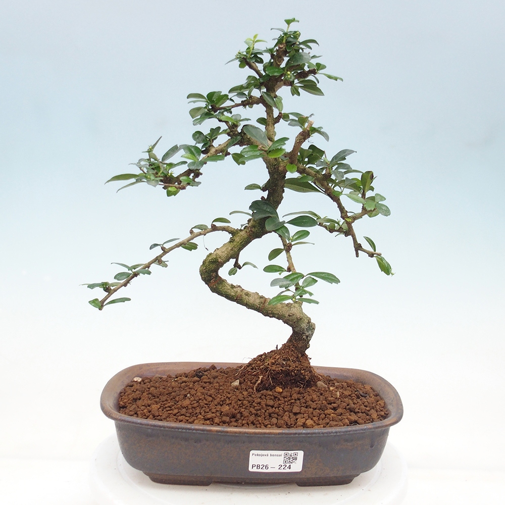 Room bonsai - Carmona macrophylla - Tea fuki