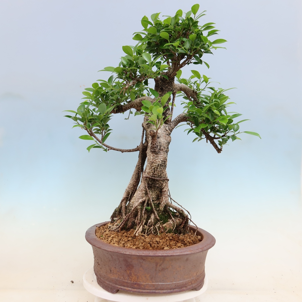 Room bonsai - Ficus kimmen - small-leaved ficus