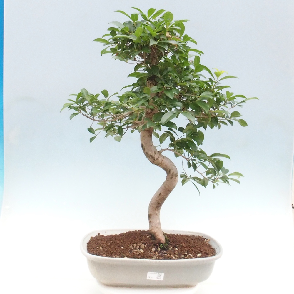 Indoor Bonsai - Australian Cherry - Eugenia uniflora