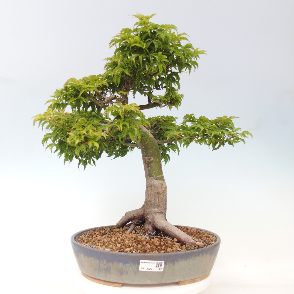 Outdoor bonsai -Javor palm Acer palmatum Shishigashira