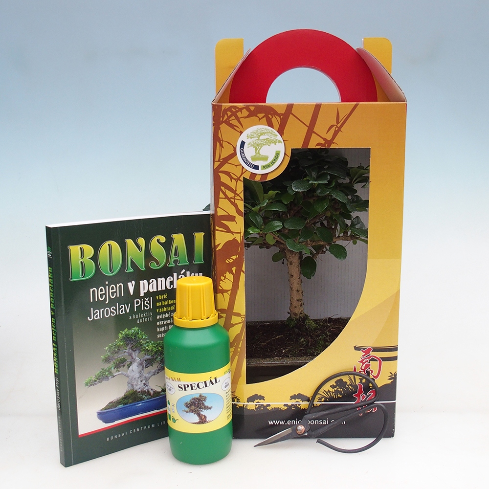 Room bonsai in gift box Carmona microphylla - Tea fuki