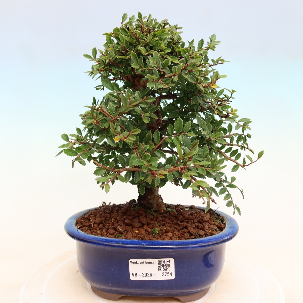 Outdoor bonsai - Zelkova - Zelkova NIRE