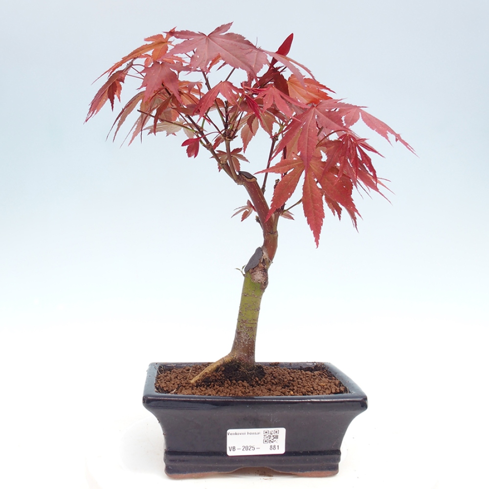 Outdoor bonsai - Acer palm. Atropurpureum-Palmleaf Maple