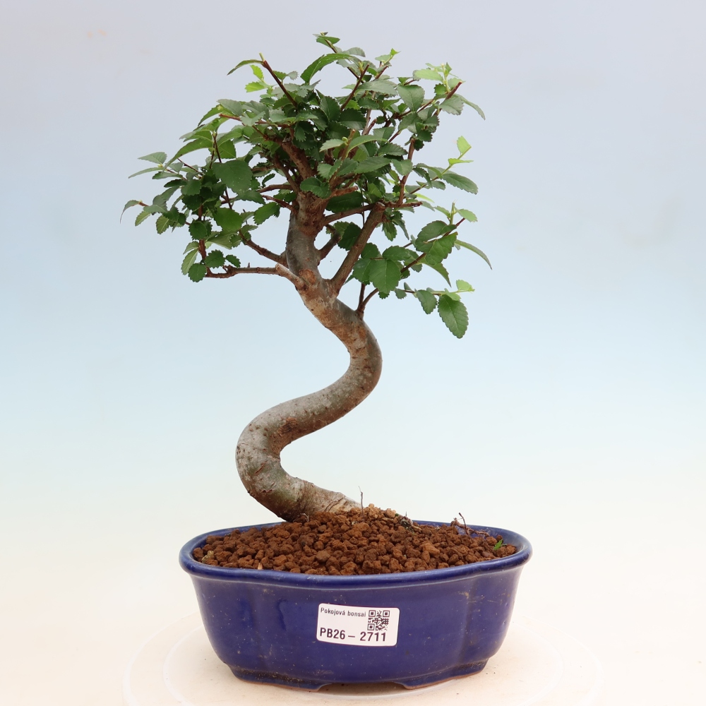 Room bonsai - Ulmus parvifolia - Small-leaved elm