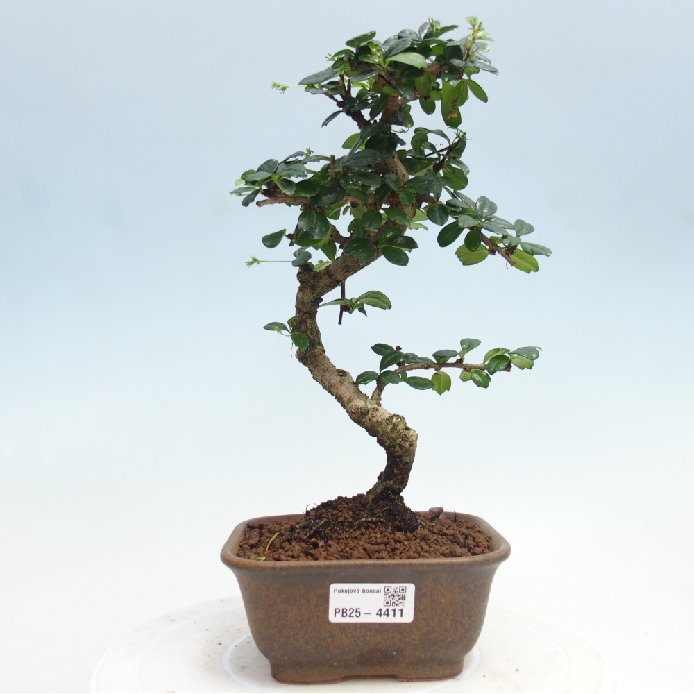 Room bonsai - Carmona macrophylla - Tea fuki