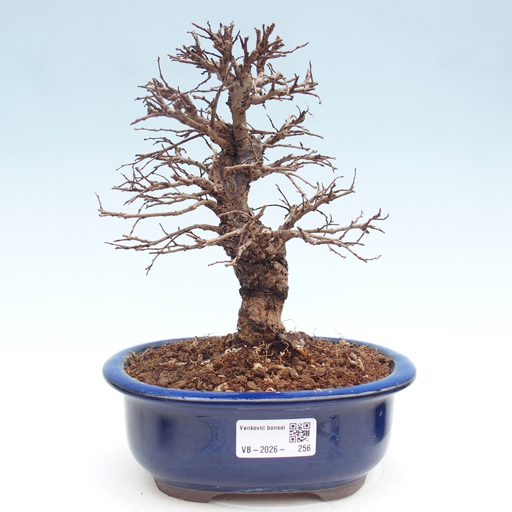 Outdoor bonsai - Zelkova - Zelkova NIRE