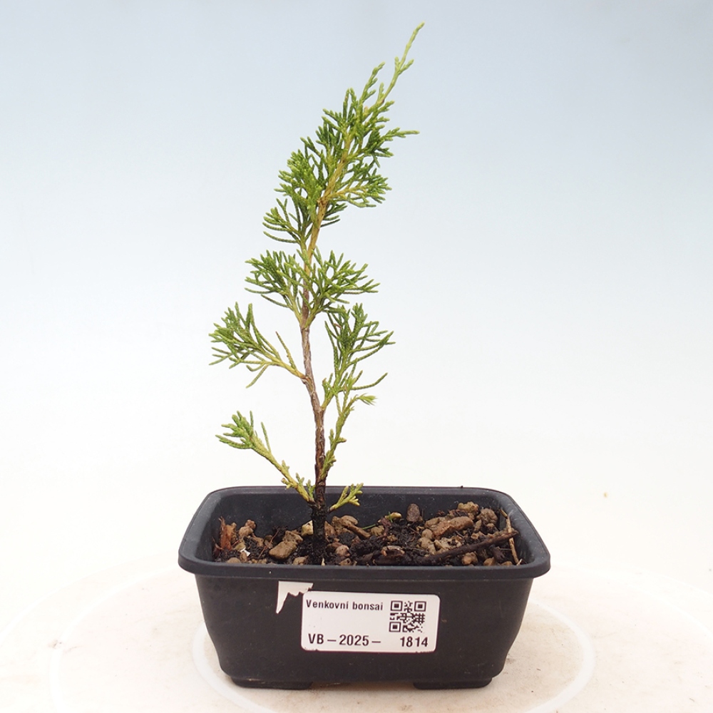 Outdoor bonsai - Juniperus chinensis Itoigawa - Chinese juniper