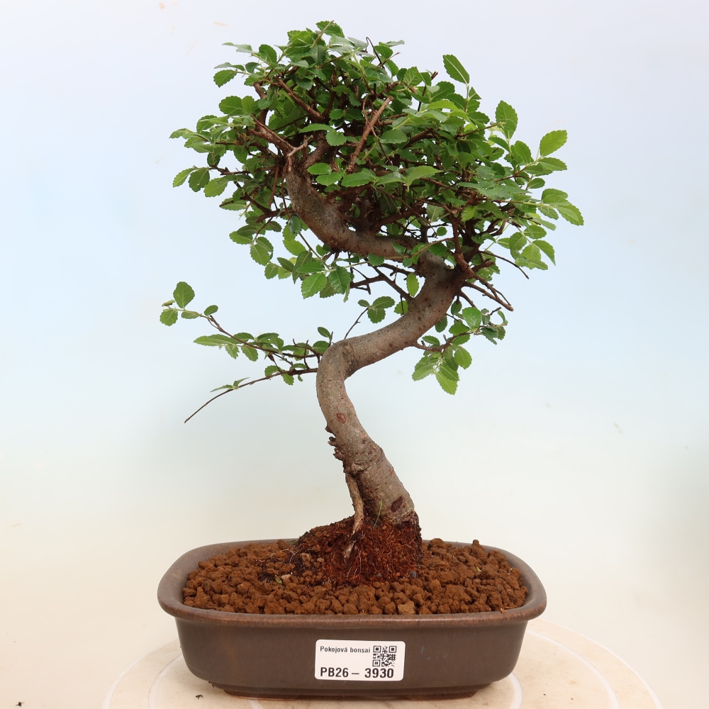 Room bonsai - Ulmus parvifolia - Small-leaved elm